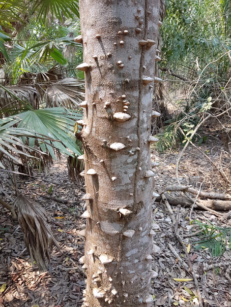 stachelbaum