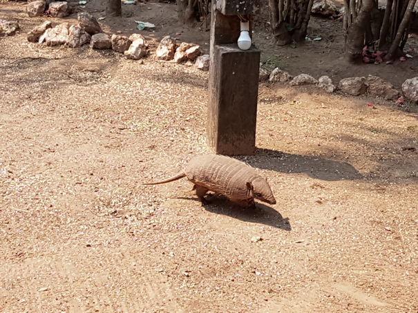 Aguape Fazenda Pantanal Armadillo 