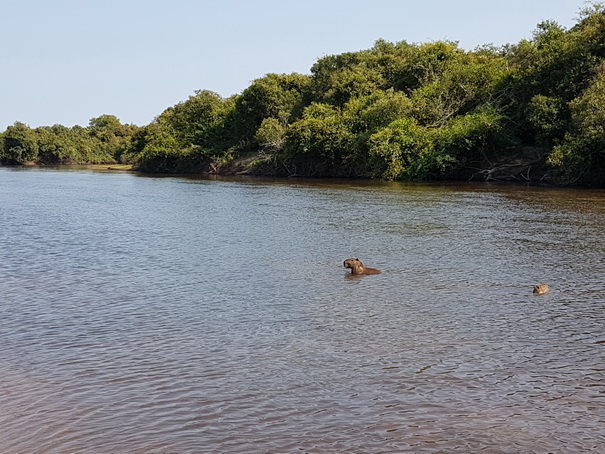 Barra Mansa Lodge Dicke Freunde Kaiman + Capibarra