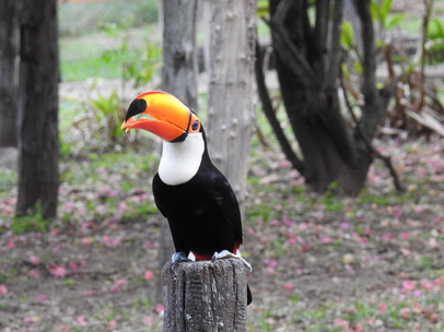 Tucan Toco toco 