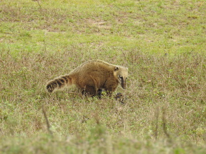 Coati  Racoon Nasenbär