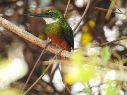 Jacamar 