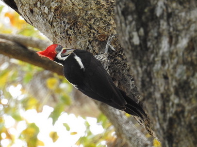 Pica Pau Woodpecker Specht 