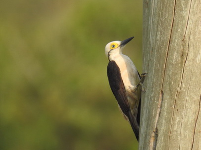 Pica Pau Woodpecker Specht 