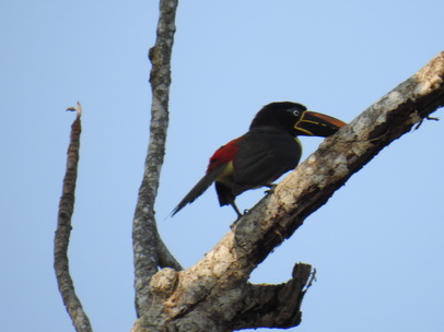 Toco Toco Tucan Tukan Chestnut Eared Aracari Toco Toco Tucan Tukan Chestnut Eared Aracari   