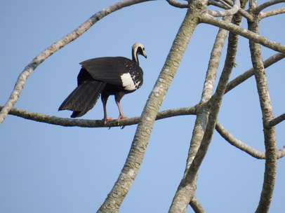 Common Piping Guan