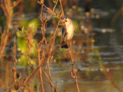 Flycatcher 