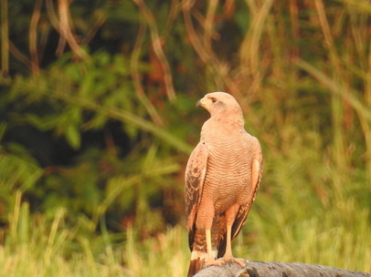 Hawk Savannah Hawk