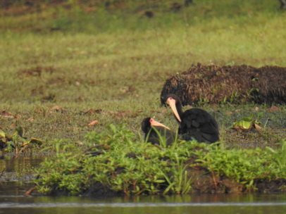 Black Ibis