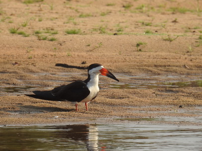 Skimmer + Tern 