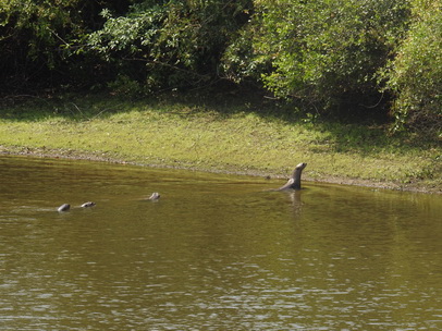 Lontra  Fischotter 