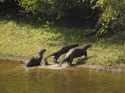 Lontra  Fischotter 