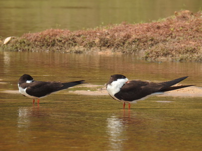 Skimmer + Tern 