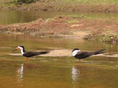 Skimmer + Tern 