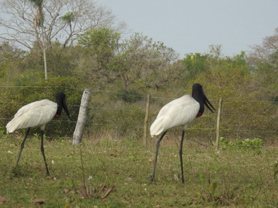 Jabiru Tuiuiu Storch wie Marabu in Africa 