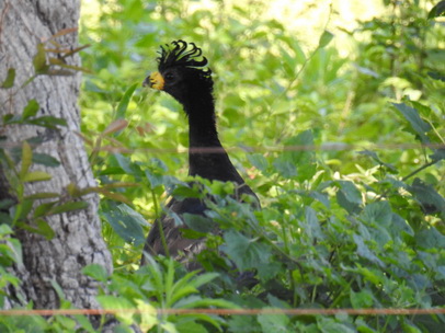 Bare-faced-Curassow Nacktgesichthokko