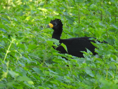 Bare-faced-Curassow Nacktgesichthokko