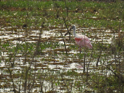 Spoonbill Rosa Löffler