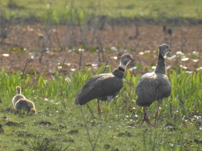 Southern-Screamer 