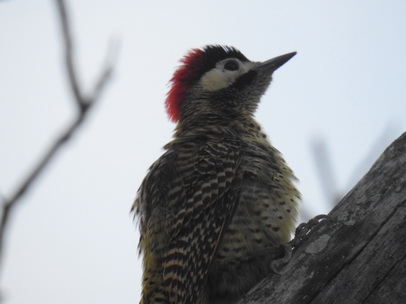 Pica Pau Woodpecker Specht 