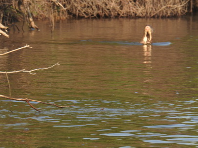  Lontra  Fischotter 