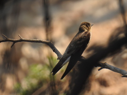 Flycatcher