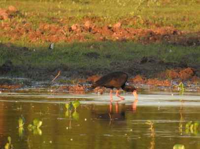 Ibis