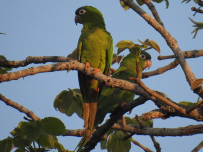   Yellow Chevroned ParakeetYellow Chevroned Parakeet