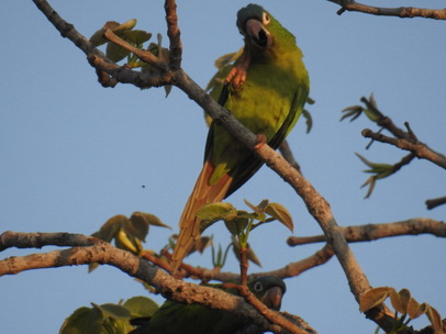   Yellow Chevroned ParakeetYellow Chevroned Parakeet