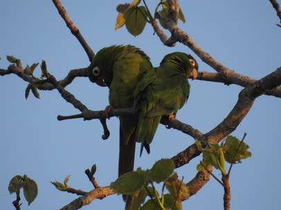   Yellow Chevroned ParakeetYellow Chevroned Parakeet