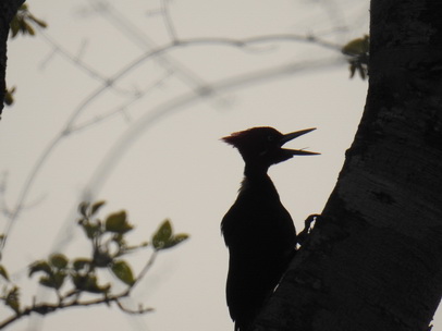 Pica Pau Woodpecker Specht Pica Pau Woodpecker Specht   