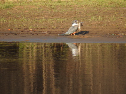   kingfisherkingfisher and big Fish