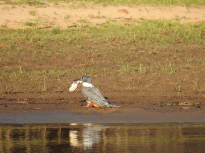   kingfisherkingfisher and big Fish