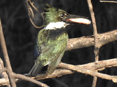 kingfisher and big Fish