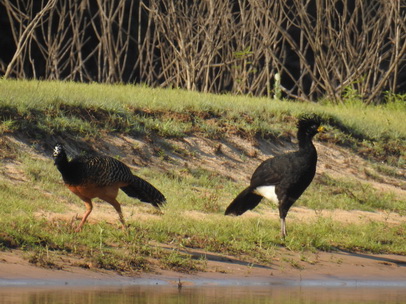 Bare-faced-Curassow