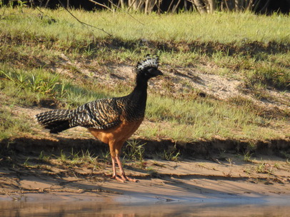 Bare-faced-Curassow