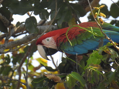 red and Blue macaw  Ara