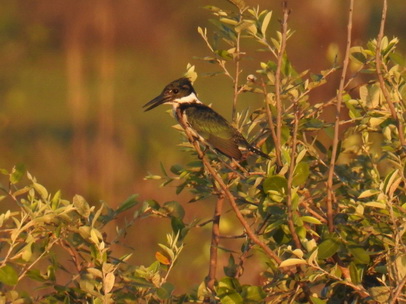 kingfisher Amazon Kingfisher