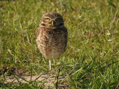   Owl Savannah Eule Greifvogel Borrowing Owl 