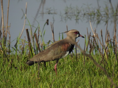 Lapwing Quero-Quero Southern Lapwing 