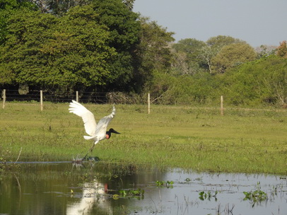 Jabiru Tuiuiui Storch wie Marabu in Africa 