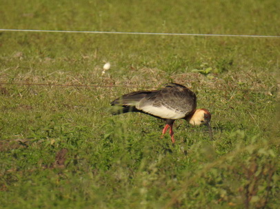 Ibis