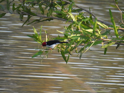 Red Crested Cardinal 