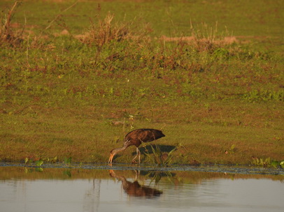 Ibis limpkin ibis carao 