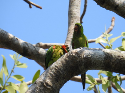 black-hooded-parakeet