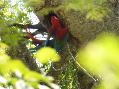 Macaw  Red-and-green-Macaw   Rotflügelara