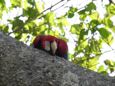   Macaw  Red-and-green-Macaw  Macaw  Red-and-green-Macaw  