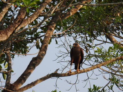 HawkHawk Savannah Hawk