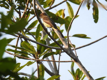 Flycatcher Flycatcher  Flycatcher   