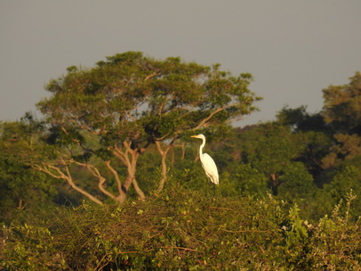 Heron